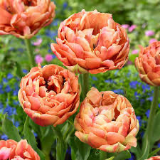 Copper Image Tulip Bulbs