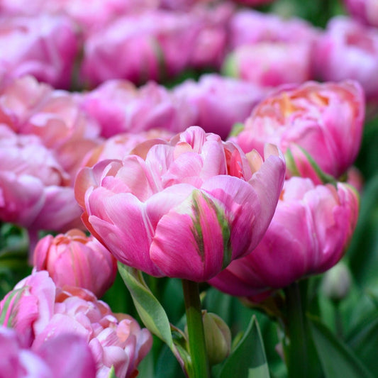 Amazing Grace Tulip Bulbs