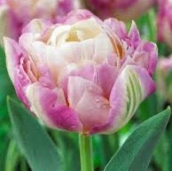 Sweet Desire Tulip Bulbs