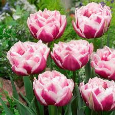 Fantasy Lady Tulip Bulbs