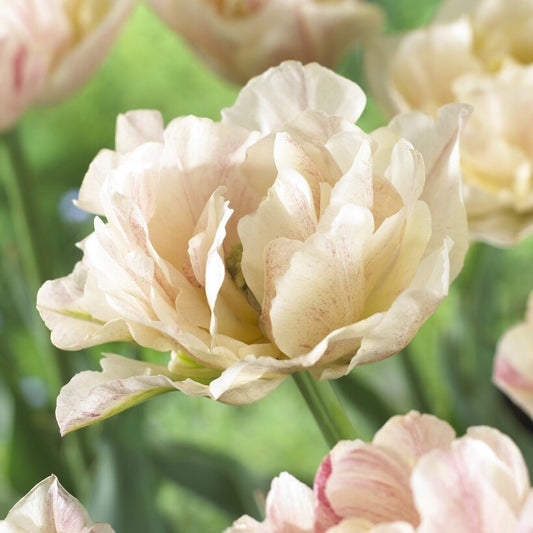Silk Road Tulip Bulbs