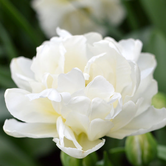 Mondial White Tulip Bulbs